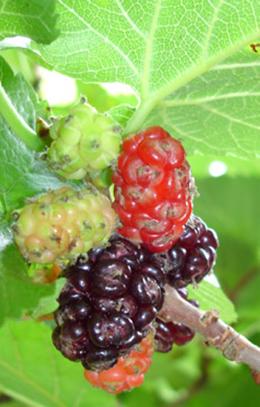 Black mulberry